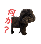フクくん黒プー（個別スタンプ：1）