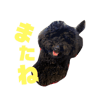 フクくん黒プー（個別スタンプ：8）