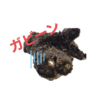 フクくん黒プー（個別スタンプ：12）