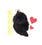 フクくん黒プー（個別スタンプ：13）
