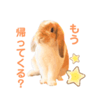 [実写]うさぎの使える日常会話スタンプ[①]（個別スタンプ：1）