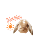 [実写]うさぎの使える日常会話スタンプ[①]（個別スタンプ：2）
