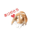 [実写]うさぎの使える日常会話スタンプ[①]（個別スタンプ：4）