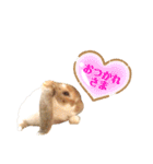 [実写]うさぎの使える日常会話スタンプ[①]（個別スタンプ：6）