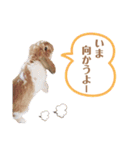 [実写]うさぎの使える日常会話スタンプ[①]（個別スタンプ：7）