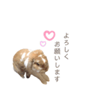 [実写]うさぎの使える日常会話スタンプ[①]（個別スタンプ：9）