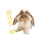 [実写]うさぎの使える日常会話スタンプ[①]（個別スタンプ：11）