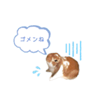 [実写]うさぎの使える日常会話スタンプ[①]（個別スタンプ：12）