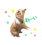 [実写]うさぎの使える日常会話スタンプ[①]（個別スタンプ：14）