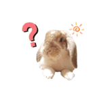 [実写]うさぎの使える日常会話スタンプ[①]（個別スタンプ：16）