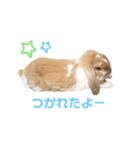 [実写]うさぎの使える日常会話スタンプ[①]（個別スタンプ：17）