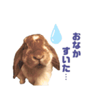 [実写]うさぎの使える日常会話スタンプ[①]（個別スタンプ：19）