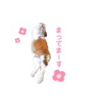 [実写]うさぎの使える日常会話スタンプ[①]（個別スタンプ：20）