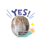[実写]うさぎの使える日常会話スタンプ[①]（個別スタンプ：24）