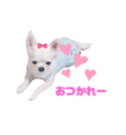 チワワのりんごちゃん1（個別スタンプ：1）