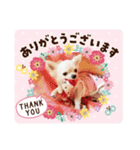 チワワのりんごちゃん1（個別スタンプ：4）