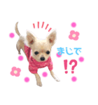 チワワのりんごちゃん1（個別スタンプ：6）