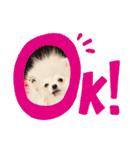 ホワイトポメラニアンのラキちゃん（個別スタンプ：12）