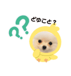 ホワイトポメラニアンのラキちゃん（個別スタンプ：23）