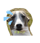 ig-stamp（個別スタンプ：3）