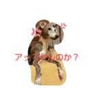 ig-stamp（個別スタンプ：8）