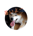 ひなのスタンプ！！！！！（個別スタンプ：7）