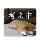 ひなのスタンプ！！！！！（個別スタンプ：11）