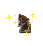 ひなのスタンプ！！！！！（個別スタンプ：13）