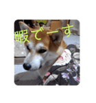 ひなのスタンプ！！！！！（個別スタンプ：15）