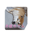 ひなのスタンプ！！！！！（個別スタンプ：19）