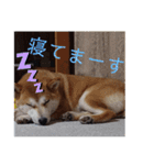 ひなのスタンプ！！！！！（個別スタンプ：20）