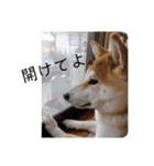 ひなのスタンプ！！！！！（個別スタンプ：21）
