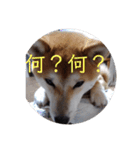 ひなのスタンプ！！！！！（個別スタンプ：25）