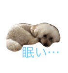 ひめちゃんとるるちゃんのスタンプだよ。（個別スタンプ：6）