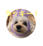 ひめちゃんとるるちゃんのスタンプだよ。（個別スタンプ：10）