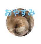 ひめちゃんとるるちゃんのスタンプだよ。（個別スタンプ：13）