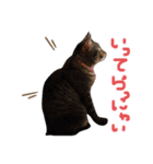 しおんだにゃ（個別スタンプ：4）