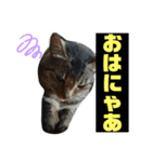 しおんだにゃ（個別スタンプ：5）