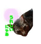 しおんだにゃ（個別スタンプ：6）