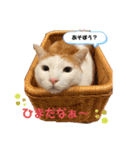ポンポンコムギの日常1（個別スタンプ：12）