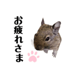 デグーのこまちスタンプ（個別スタンプ：4）