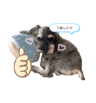 シュナウザーのジジくん（個別スタンプ：1）