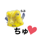 フグと時々熱帯魚✧︎*。（個別スタンプ：1）