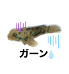 フグと時々熱帯魚✧︎*。（個別スタンプ：3）