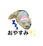 フグと時々熱帯魚✧︎*。（個別スタンプ：4）