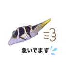 フグと時々熱帯魚✧︎*。（個別スタンプ：6）