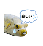 フグと時々熱帯魚✧︎*。（個別スタンプ：7）