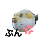 フグと時々熱帯魚✧︎*。（個別スタンプ：8）