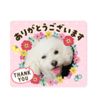 我が家の白プーちゃん（個別スタンプ：1）