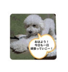 我が家の白プーちゃん（個別スタンプ：5）
